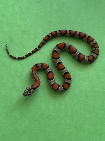 Сіра королівська змія альтерна