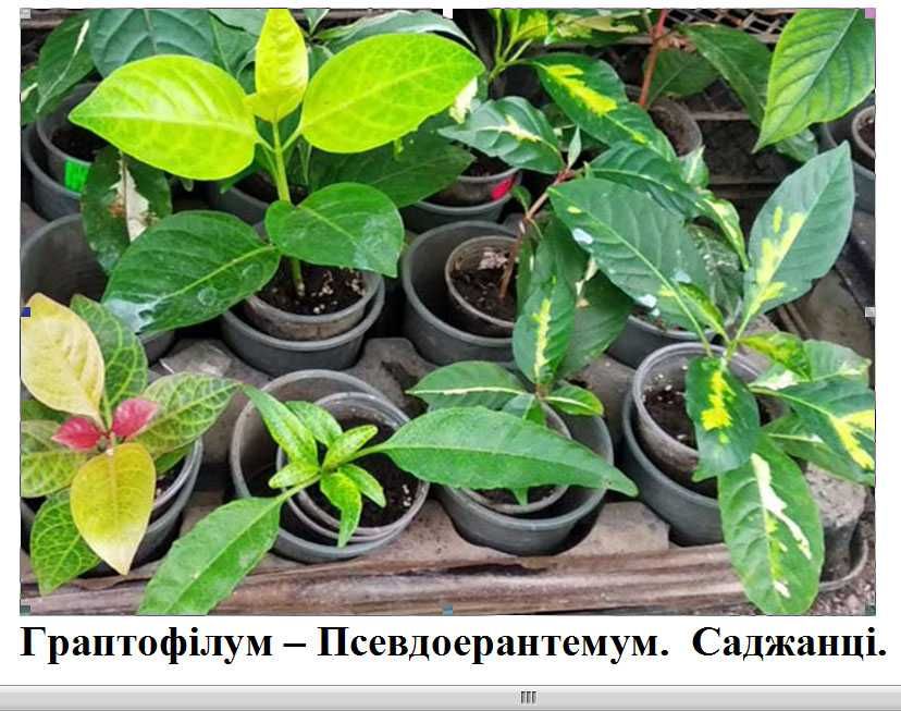 Клеродендрум Псевдоерантемум Соландра Кімнатні рослини квіти 
75 гр