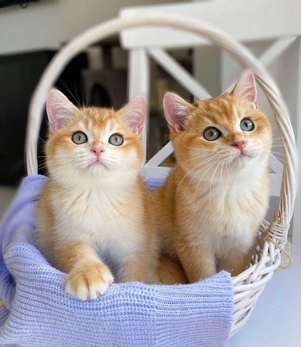 Menino British shorthair