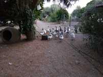 Patos Gansos e mudos