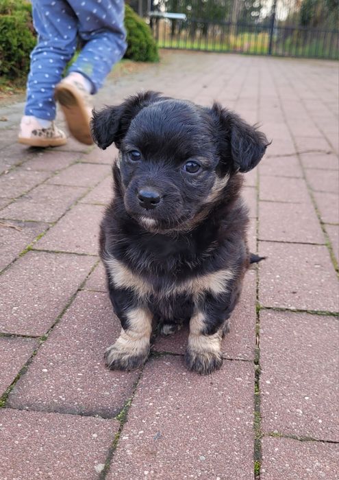 Oddam szczeniaka suczkę