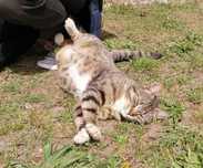 Kotek do adopcji