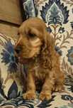 Cocker Spaniel Piękny chłopczyk
