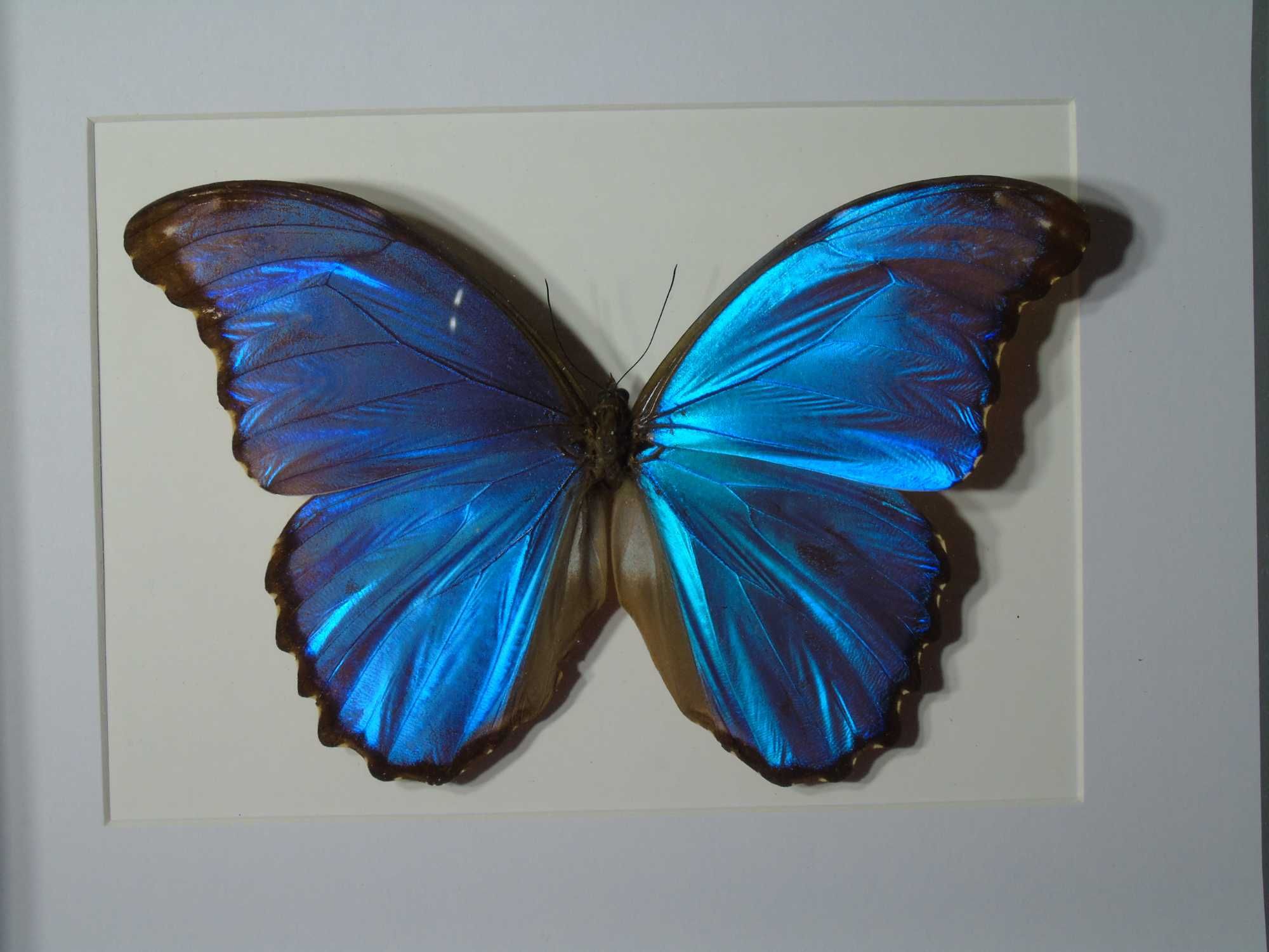 Motyl w ramce / gablotce 27 x 22 cm . Morpho godartii tingomariensis .