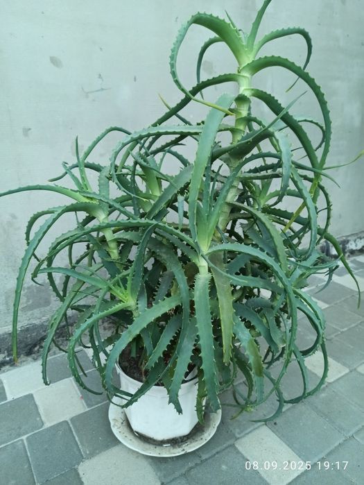 Алоє лікарське, деревоподібне