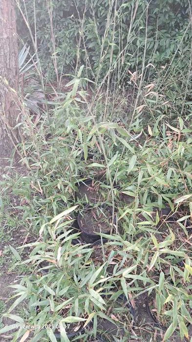 BAMBUS zimozielony 150cm sadzonka w doniczce mrozoodporny szybkorosnąc