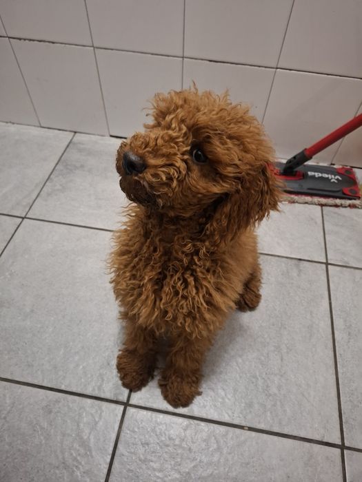 Suczka pudelek miniaturowy 4-ro miesięczna