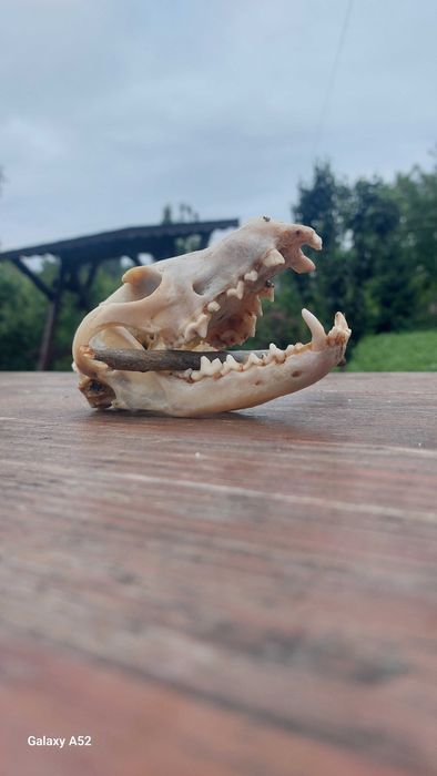 Черепи голови лисиці