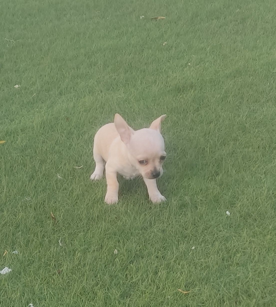 Linda Chihuahua fêmea