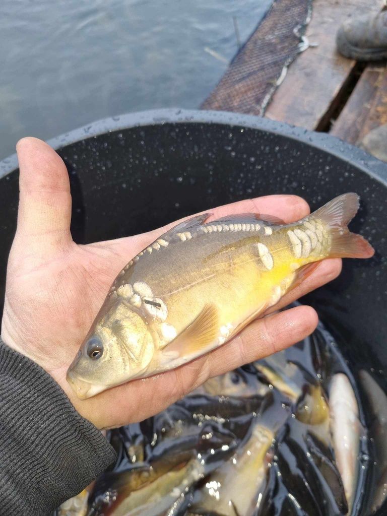 Narybek i kroczek karpia