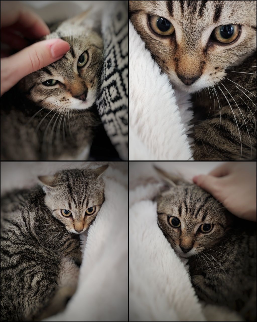 3,5 miesięczne kotki szukają miłości