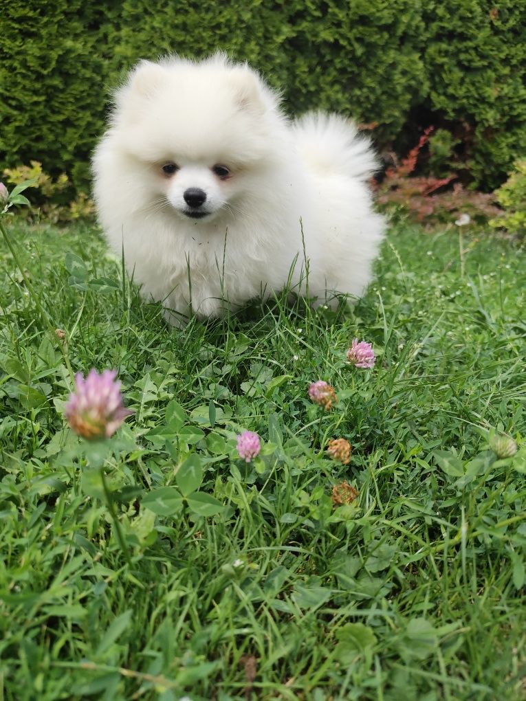 Szpic miniaturowy pomeranian, piesek