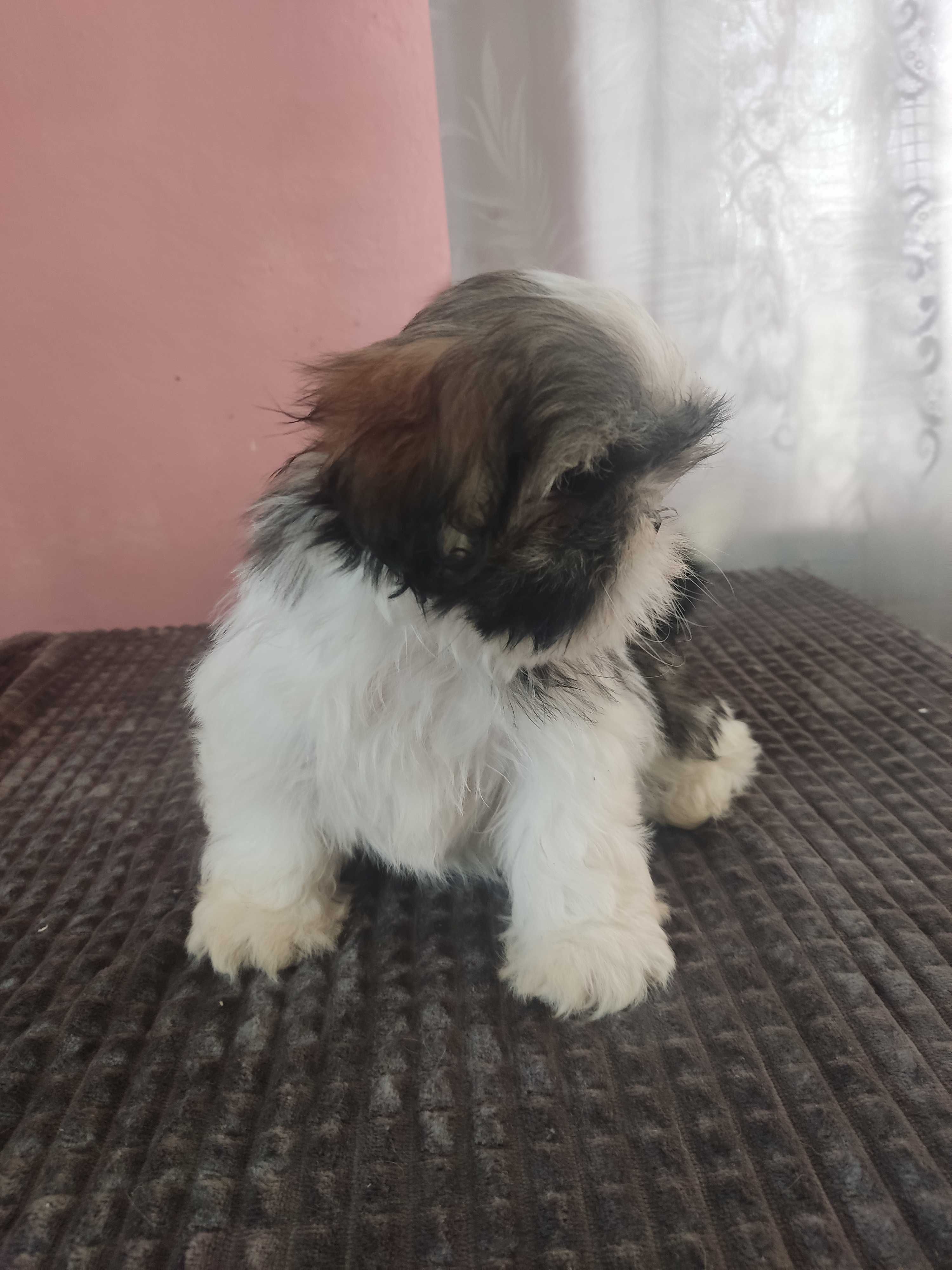 Piękna suczka Shih tzu