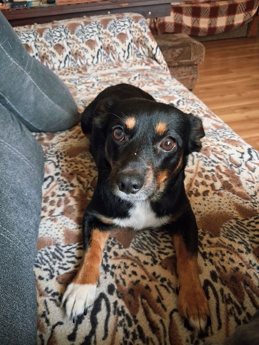 Szczeniak suczka oddam za darmo