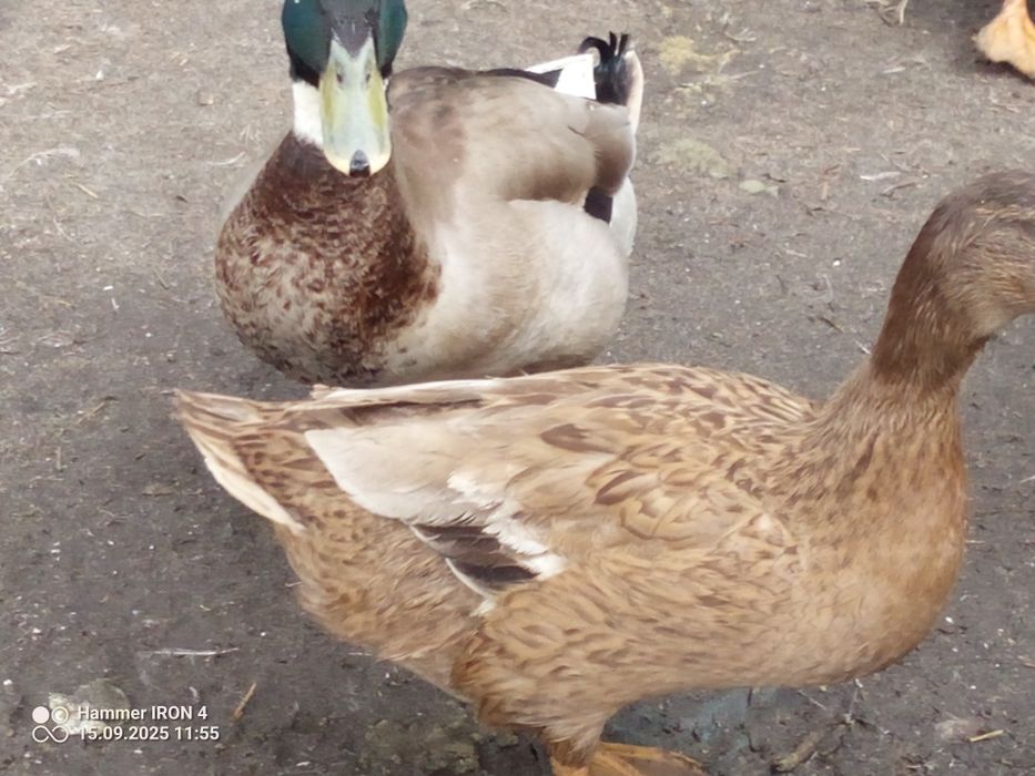 Posiadam kaczki staropolskie biegus dzikie pekin