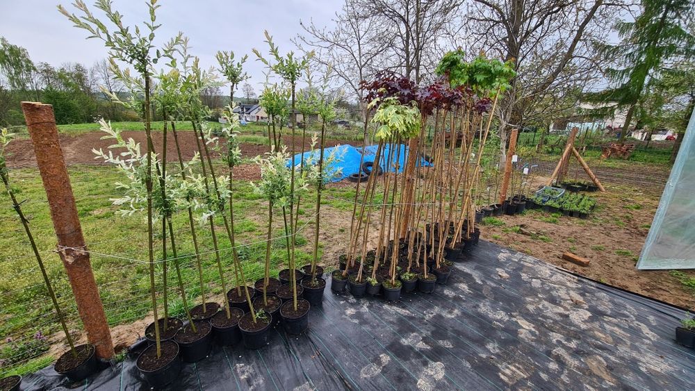 Catalpy klony wierzby, wiśnie japońskie