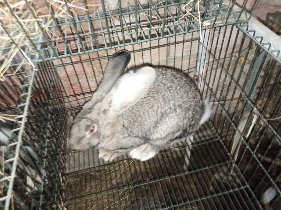 Casal de coelhos borboleta puros