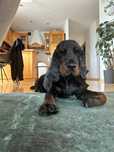 PILNE – Spaniel Angielski szuka stałego domu