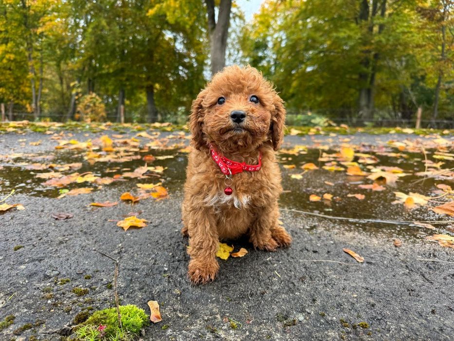 pudel miniaturowy suczka red