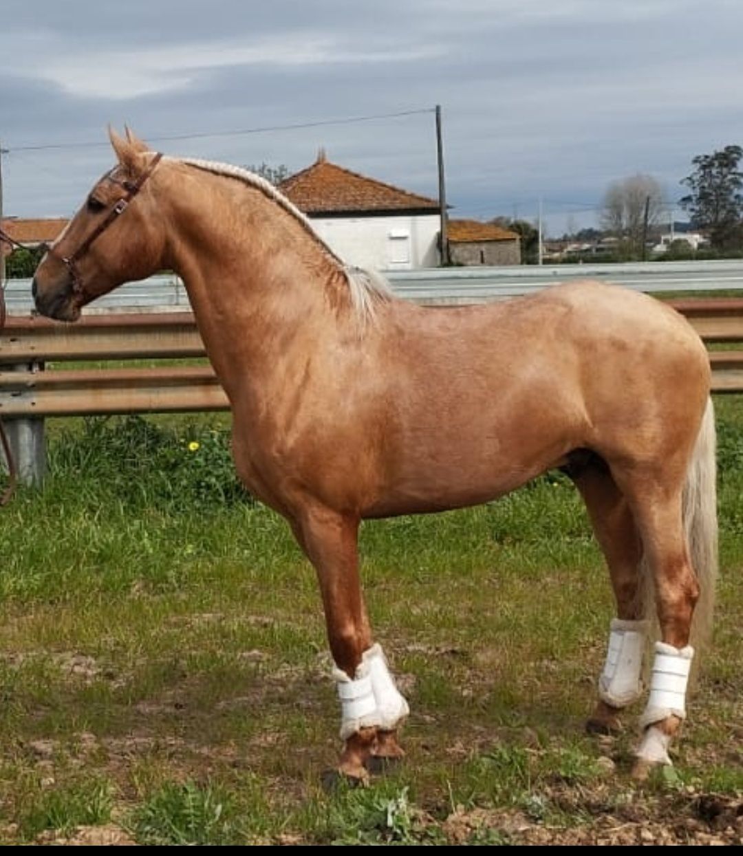 Vendo Cobriçoes de Garanhão Lusitano