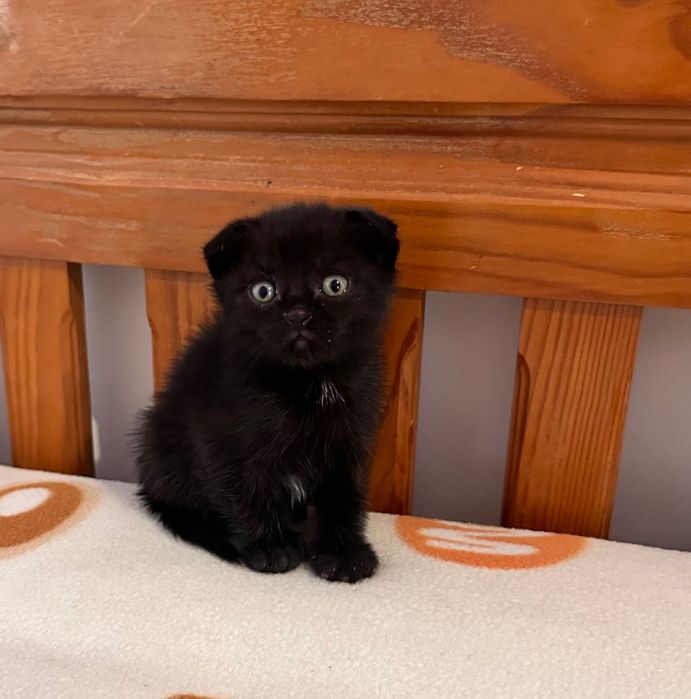 Scottish Fold menina