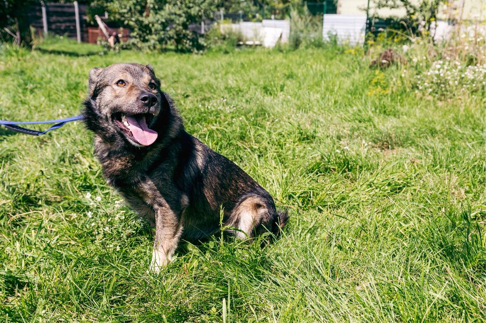 Віддам в добрі руки чудового собаку
