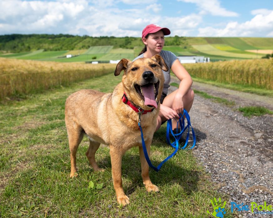 Bronek skrzywdzony piesek szuka kochającego domu