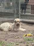 2 letnia, lękliwa 10kg, do doświadczonego domu, adopcja za darmo oddam