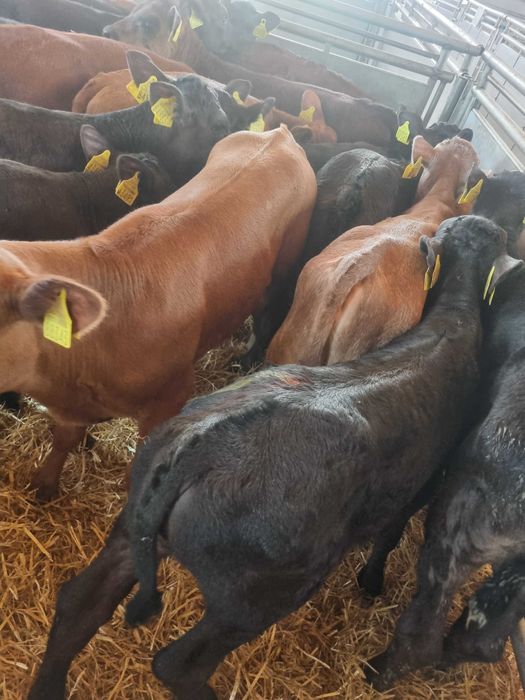 sprzedaz cieląt Pniewy