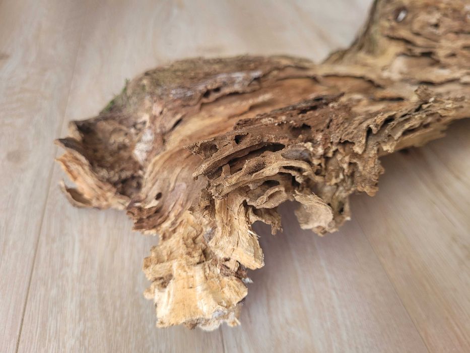 naturalny korzeń 60 cm na 20 cm - do akwarium terrarium gekon agama