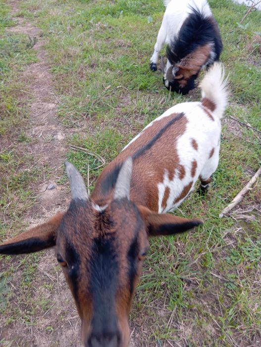 Vendo casal de cabras Anãs