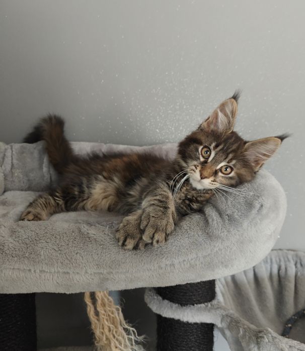 Kotka Maine Coon gotowa na zmianę domku