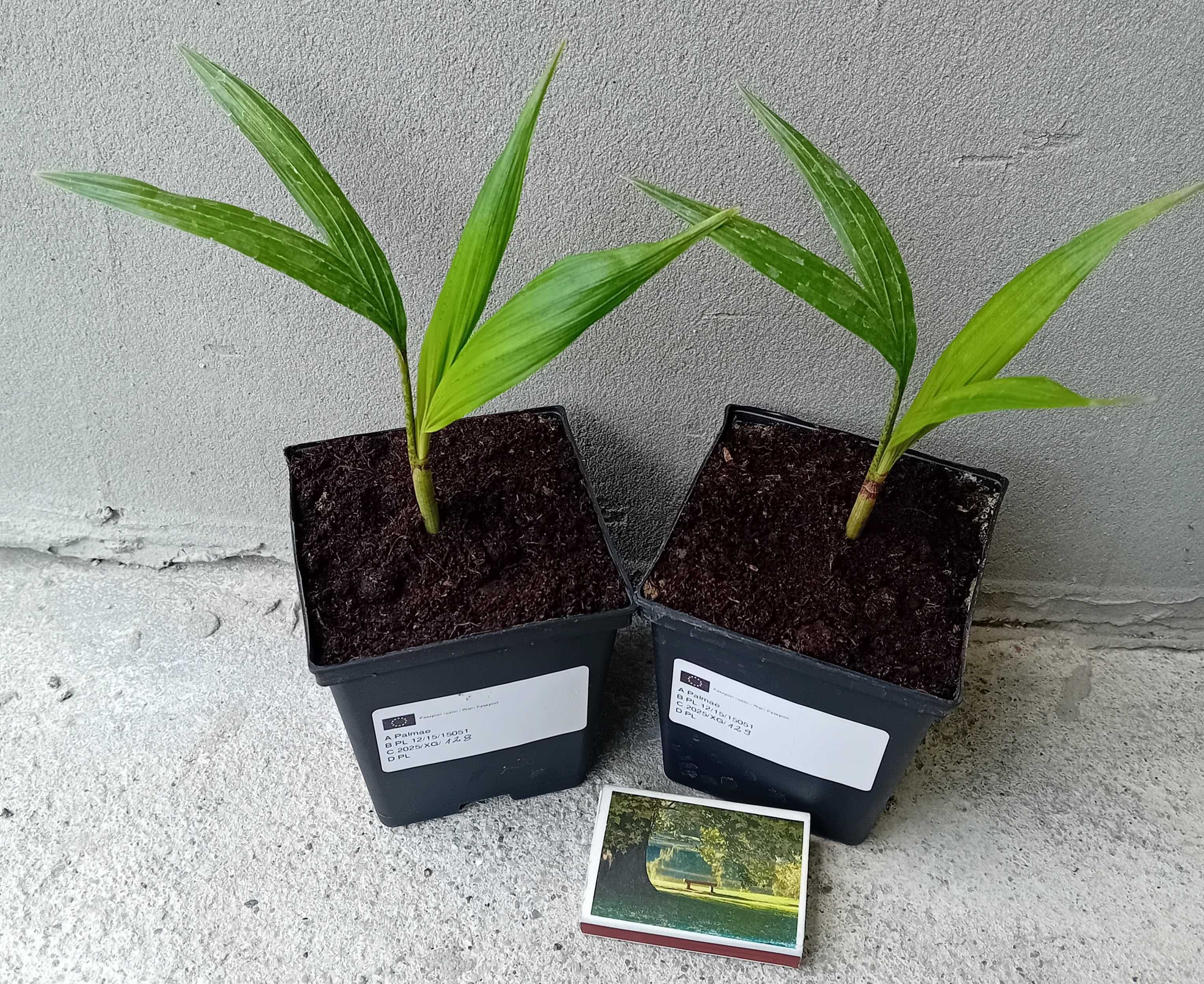 Feniks panujących (Archontophoenix alexandrae) RARYTAS!