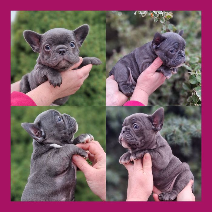 Маленькі французики!!!