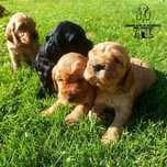 Śliczny cocker spaniel