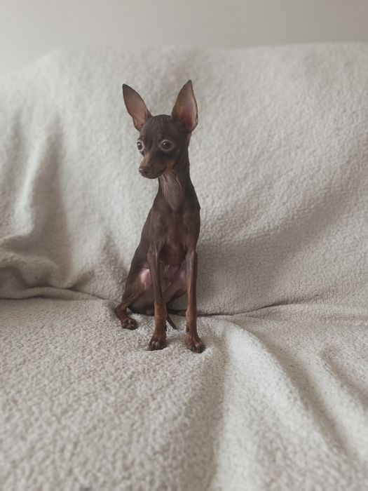 Rosyjski Toy (ratlerek), z dokumentami FCI