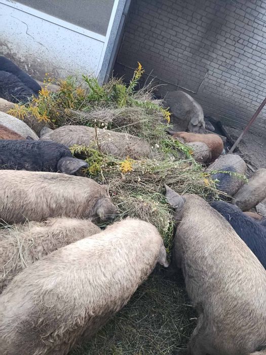 Продам кабанчика, свиню 90грн/кг