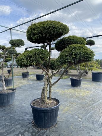 Drzewka bonsai różne rodzaje