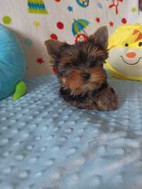 York, Yorkshire Terrier . Metryka/ rodowód FCI/ZKwP