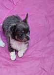 Chihuahua fêmea blue