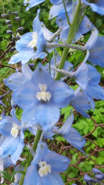 Полуниці Букет монарди розової