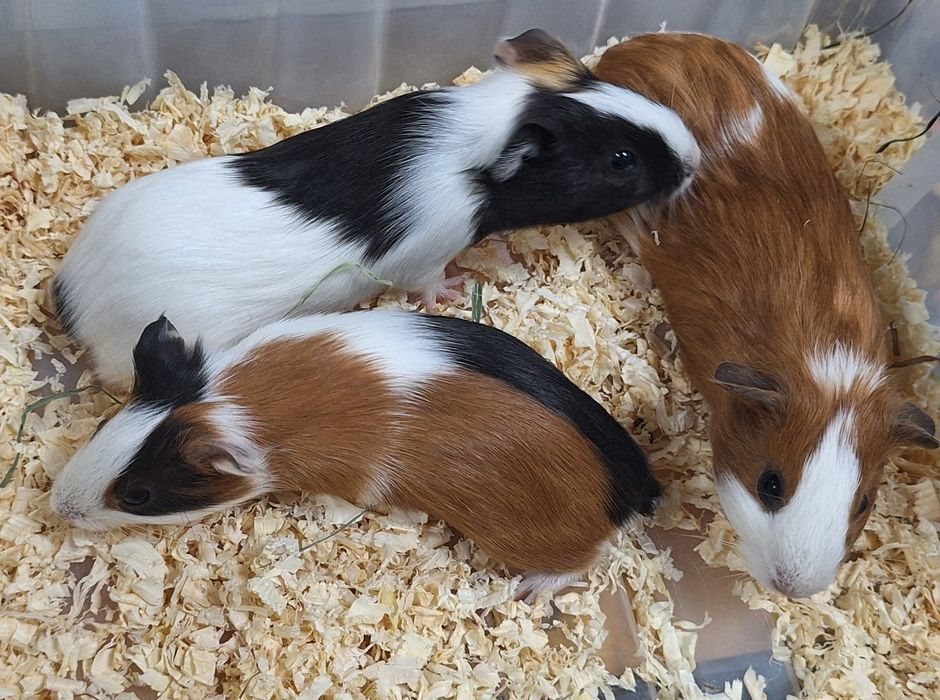 Świnki morskie samiczki.