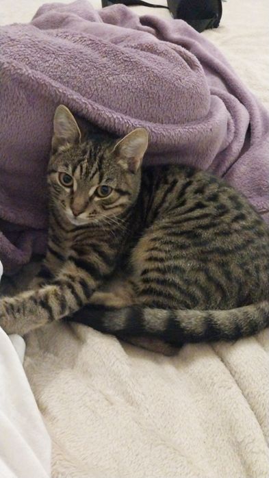 Віддаю котика 3 місяці безкоштовно