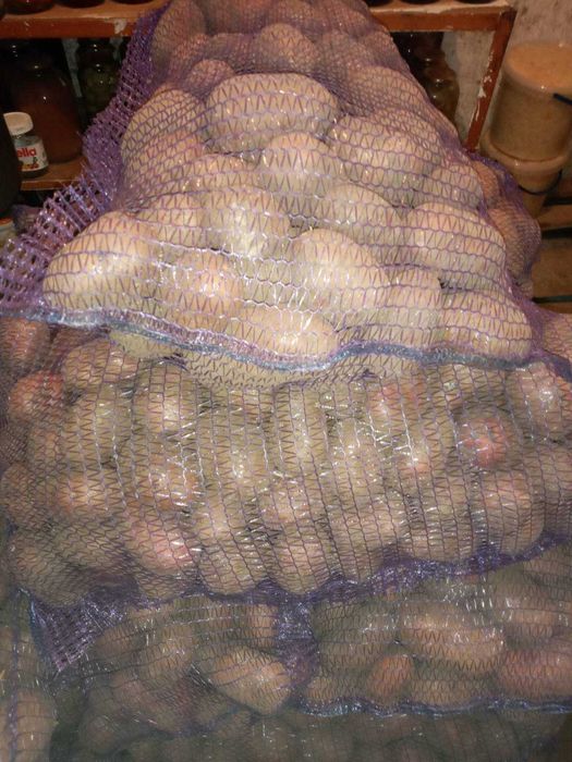 Продам картоплю арізона, балтік роуз, коломбо 3 репродукція, Жовква