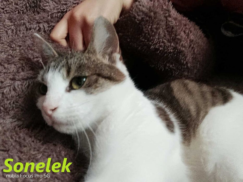 Łagodny, kochany kocurek