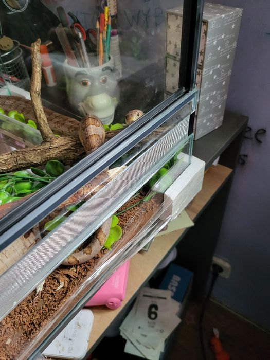 Wąż zbożowy ANERY