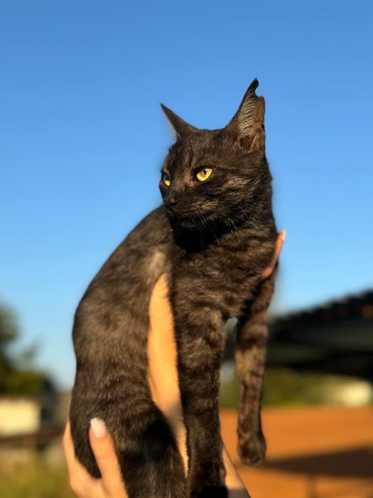 Котики з Донеччини шукають родину / Котик в добрые руки