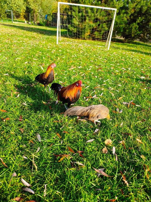 Kogut Feniks ozdobny