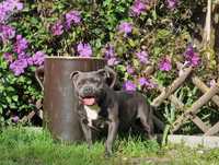Staffik Staffordshire Bull Terrier reproduktor