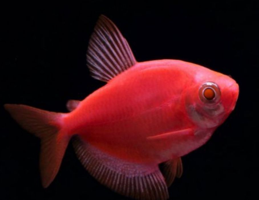 Продам акваріумних рибок